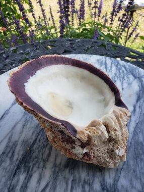 Vintage Purple Oyster Shell
